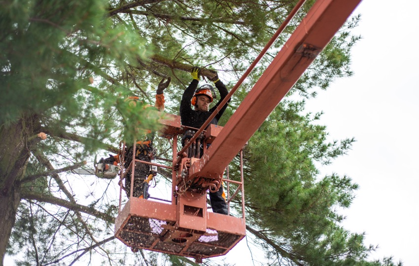 Tree Services